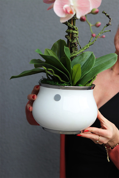 Pudrove Love, różowy gumowy storczyk