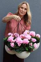 Pelargonia Pink, kompozycja pelargonie w wiszącej donicy	