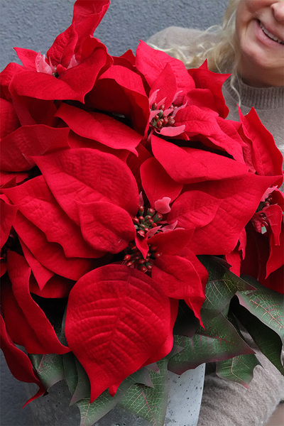 Gwiazda Betlejemska Modern Concrete Small, wysokiej jakości sztuczna roślina