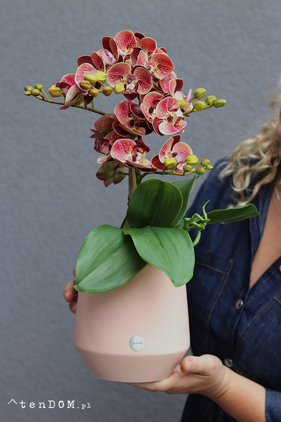 Just Pink, gumowy storczyk w doniczce