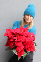 Gwiazda Betlejemska White Deco, wysokiej jakości sztuczna roślina