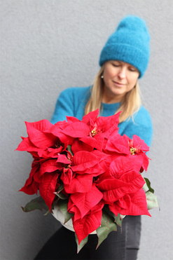 Gwiazda Betlejemska White Deco, wysokiej jakości sztuczna roślina, wym.43x45cm