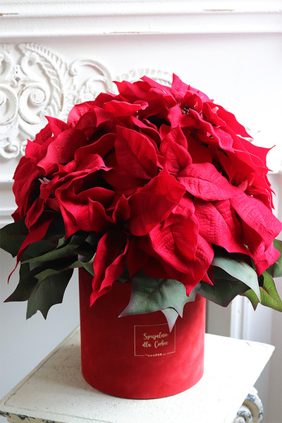 Gwiazda Betlejemska Red, flowerbox zimowy, czerwony welur