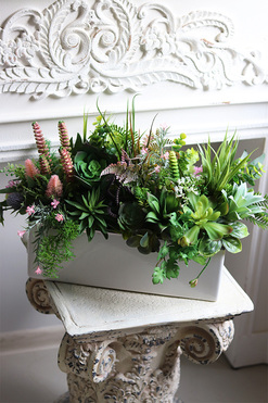 Fragana, kompozycja sukulenty w białej donicy, wys.35cm