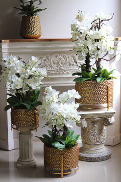 Goldenario Medium, biały storczyk w złotej donicy, wys.76cm