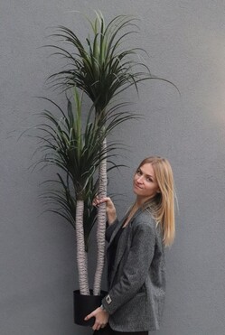 Jukka California, sztuczna roślina drzewko, wys.160cm 