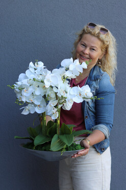 Plateu, ekskluzywny storczyk na paterze, wys.55cm