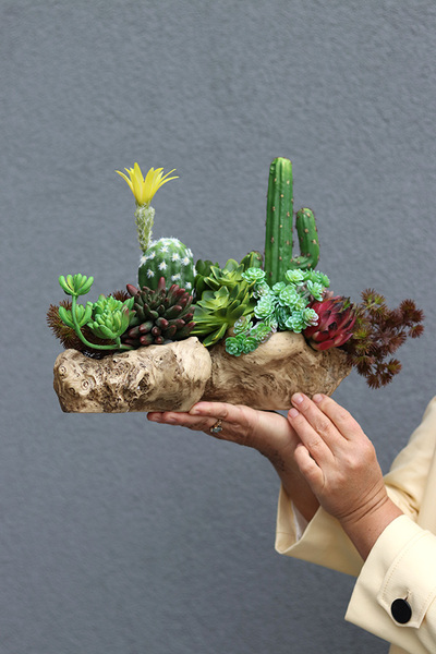 Forrest Suculent, kompozycja sukulenty w donicy korzeniu, wym.26.18x42cm