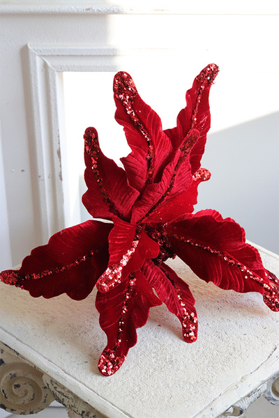 Poinsecja, świąteczny kwiat gwiazdy betlejemskiej