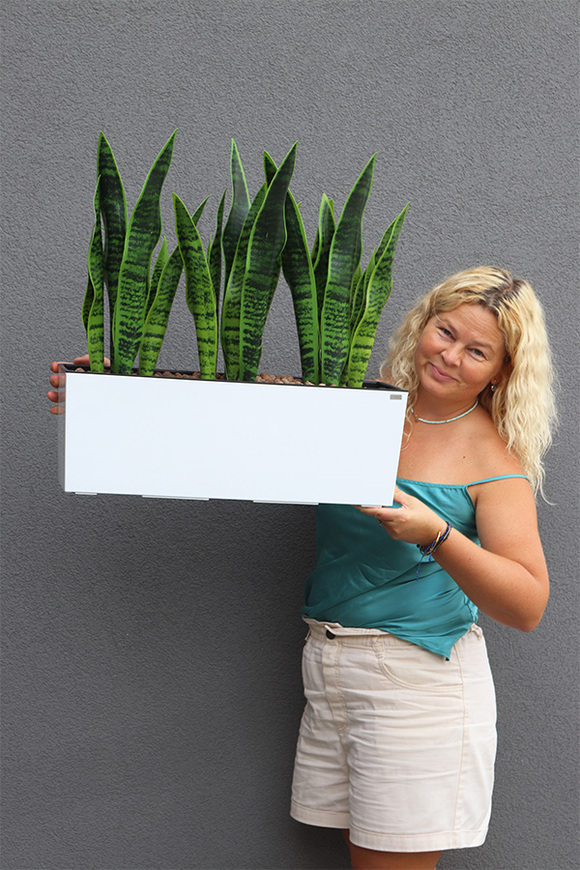 Sansewieria Mediolan White, roślina sztuczna w donicy