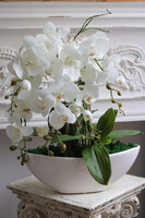 Laos Terra, sztuczny storczyk