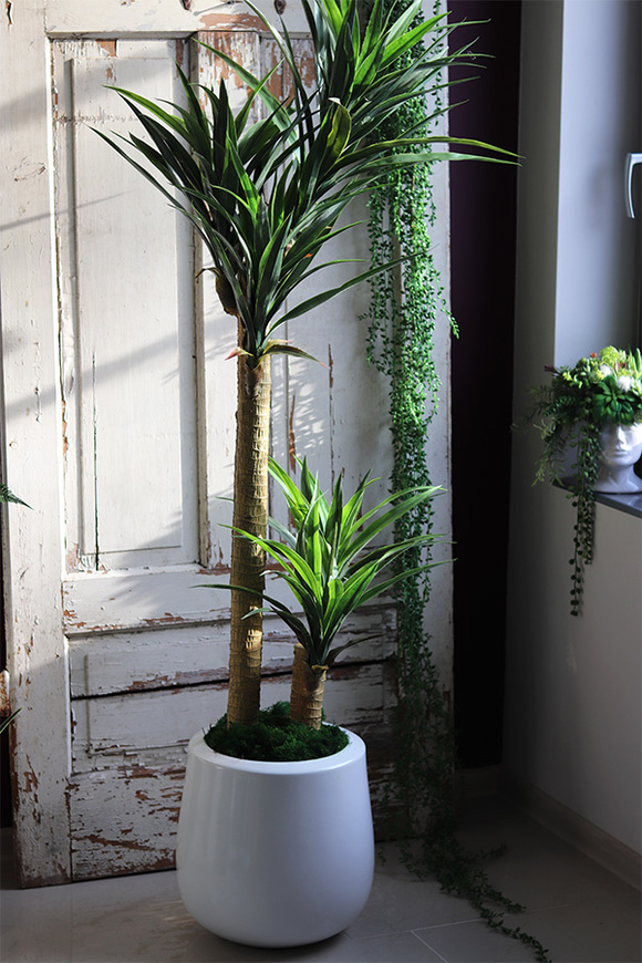 Juka Fiberglass, sztuczna roślina w donicy, wys.166cm