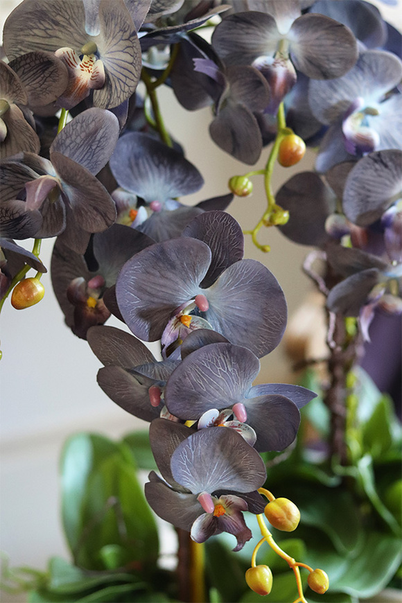 Bluenello Avantgarde Beige, wysoki niebieski storczyk, wys.73cm 