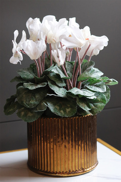 Szronione Cyklameny Gold, elegancka zimowa kompozycja, wys.36cm