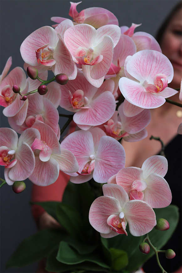 Pudrove Love, różowy gumowy storczyk