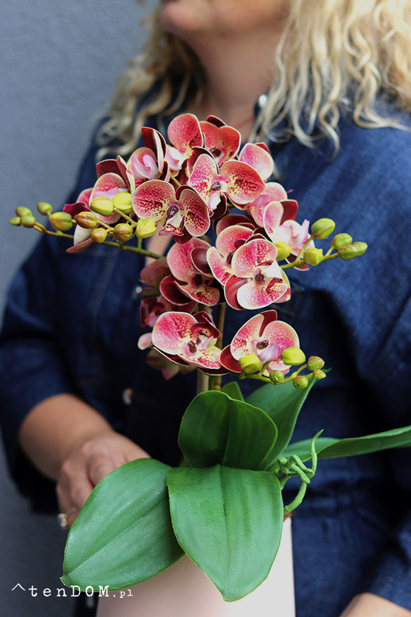 Just Pink, gumowy storczyk w doniczce