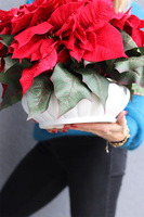 Gwiazda Betlejemska White Deco, wysokiej jakości sztuczna roślina