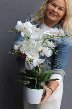 Pure White Mediolan, sztuczny storczyk w plastikowej donicy, wys.56cm  