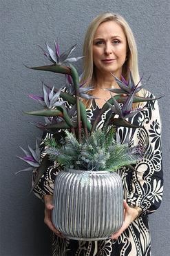 Strelicja Silver Blue, kompozycja w srebrnej donicy, wys.73cm