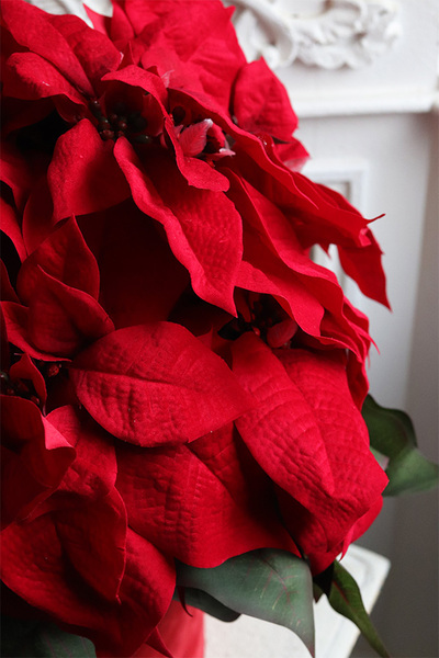 Gwiazda Betlejemska Red, flowerbox zimowy, czerwony welur