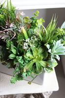 Fragana, kompozycja sukulenty w białej donicy