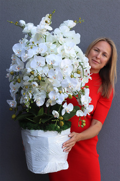 Cavallo Lux Saute, storczyk w stretchu do Twojej donicy, wys.90cm