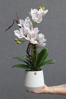 Fredera, gumowy storczyk cymbydium w doniczce