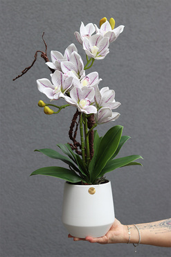 Fredera, gumowy storczyk cymbydium w doniczce, wys.50cm 