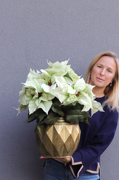 OD RĘKI Gwiazda Betlejemska Gold Line, wysokiej jakości sztuczna roślina, wys.53cm