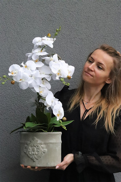 Belledia, storczyk w betonowej donicy, wys.56cm