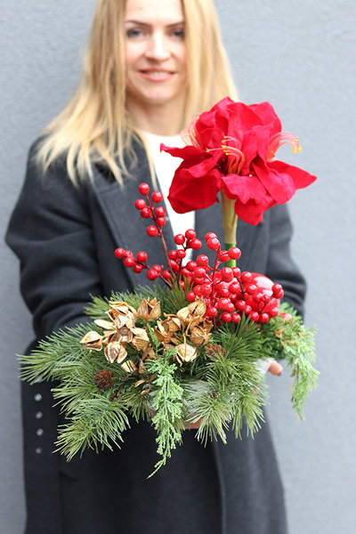 Amarylis Winter Laos, świąteczna kompozycja z czerwonymi kwiatami