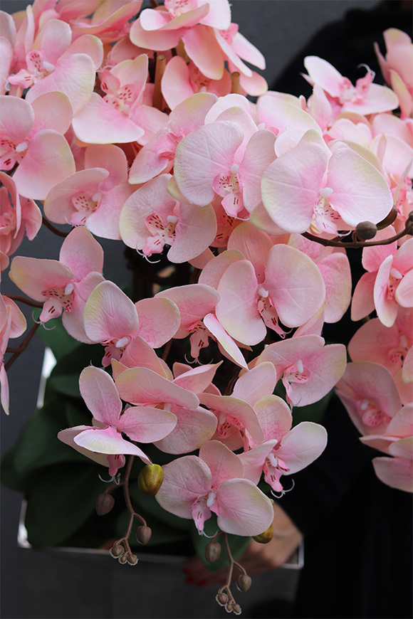 ekskluzywny storczyk w stalowej donicy, Pastellito Mirror Cube, wys.98cm