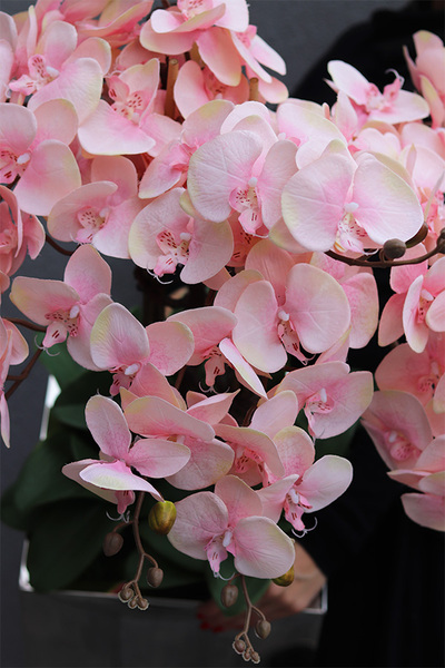 ekskluzywny storczyk w stalowej donicy, Pastellito Mirror Cube, wys.98cm