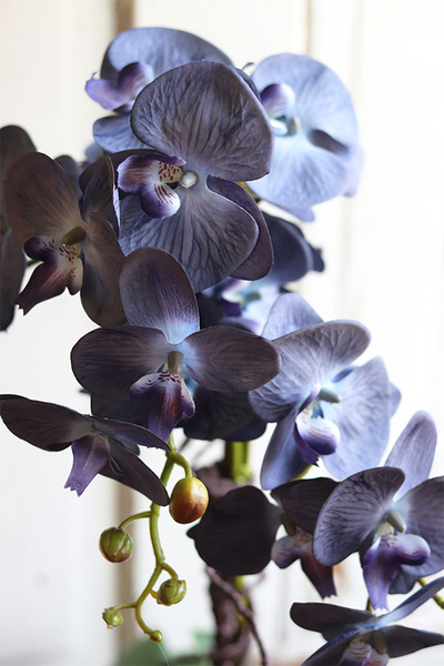 Bluenello Avantgarde Beige, wysoki niebieski storczyk, wys.73cm 