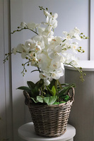 Rattania Provance sztuczny storczyk w wiklinowym koszu