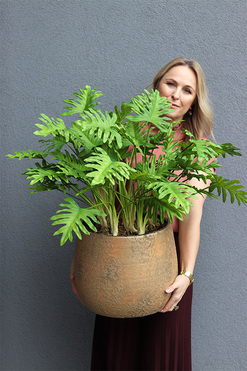 OD RĘKI Filodendron Gold Hillton, drzewko sztuczne w donicy, wys.74cm 