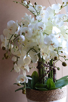 Basketto Orhid, efektowny storczyk w koszu z trawy