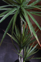 Dracena Volcan, sztuczna roślina w doniczce