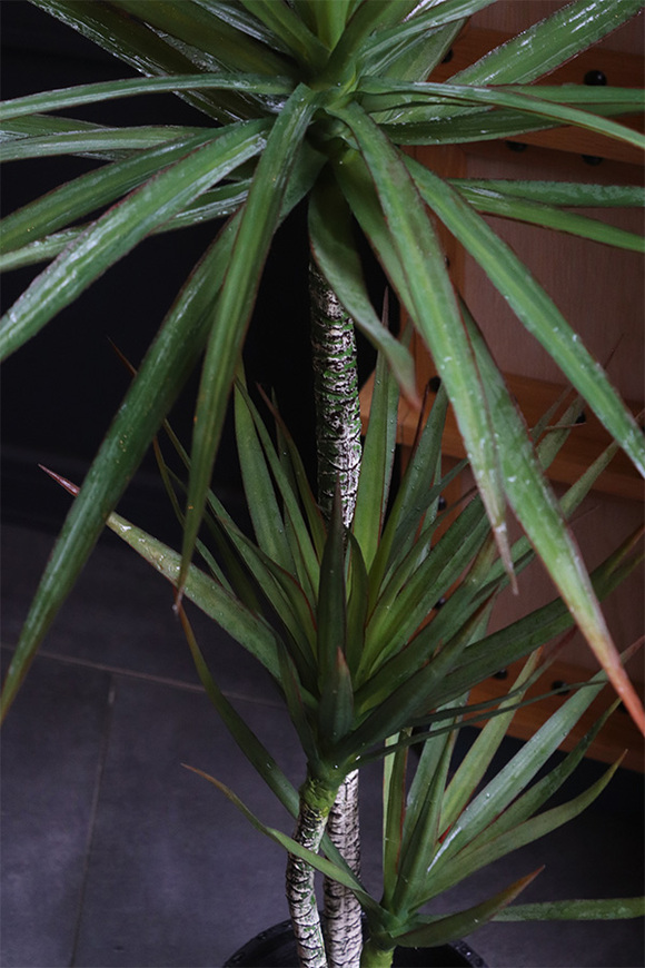 Dracena Volcan, sztuczna roślina w doniczce