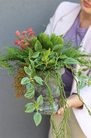 Grefrete, zielona kompozycja w pucharze