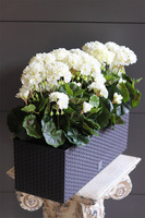 Białe Pelargonie, kompozycja w donicy na parapet