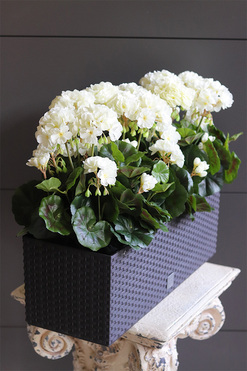 Białe, sztuczne pelargonie na balkon i parapet, wym.41cm