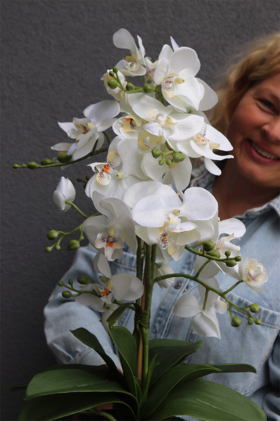 Bond Small, storczyk w sznurkowej doniczce