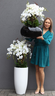 Grande Belezza 3, bardzo duży storczyk, wys.77cm