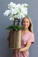 Złota Kraina Lux 2, storczyk w złotej owalnej osłonce