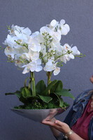 Plateu, ekskluzywny storczyk na paterze