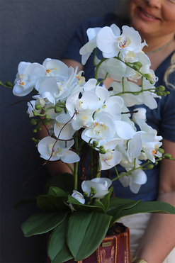 Etnassi Allenta, sztuczny storczyk w brązowej osłonce, wys.57cm