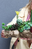 Forrest Suculent, kompozycja sukulenty w donicy korzeniu, wym.26.18x42cm