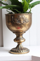 Coloseo Gold, elegancki storczyk w pucharze