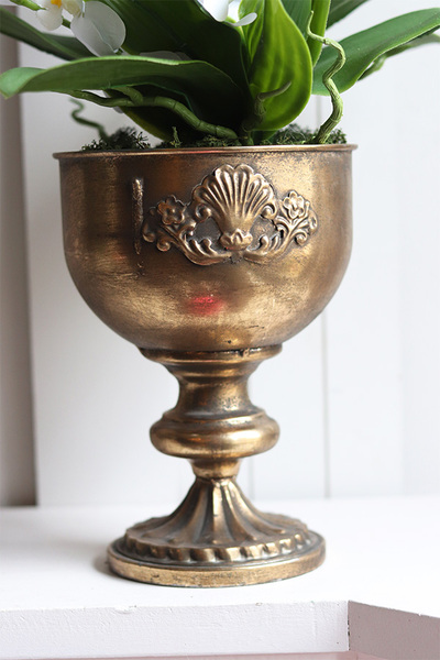 Coloseo Gold, elegancki storczyk w pucharze